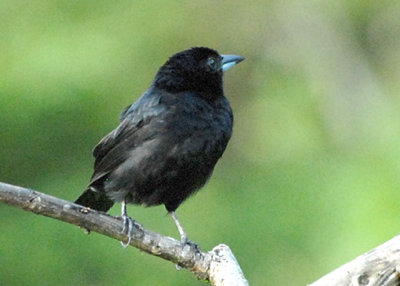 White-lined Tanager - AWNC