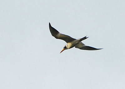 Large-billed Tern - Caroni Swamp