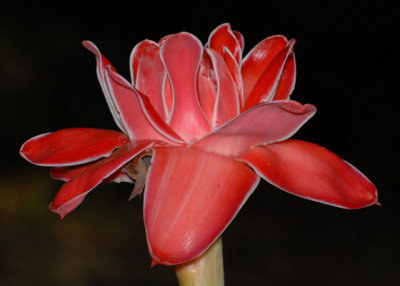 Torch Lily - AWNC (taken w/ aid of Harold's flash unit)