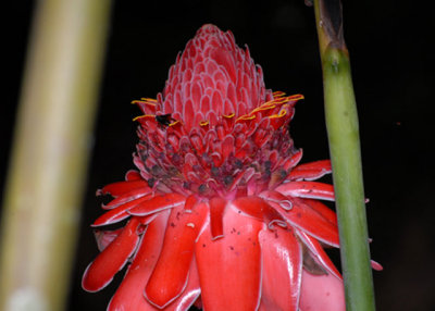 Torch Lily - AWNC (taken w/ aid of Harold's flash unit)