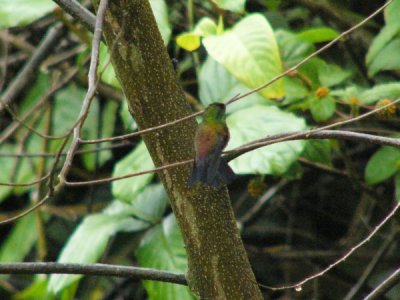 Copper-rumped Hummingbird - AWNC (Photo by D Larson)