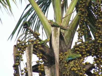 Red-bellied Macaws - Waller Field (Photo by D Larson)