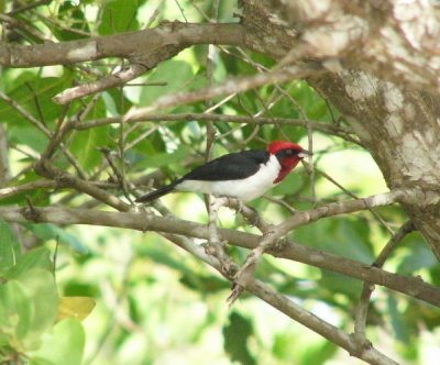 Red-capped Cardinal - Caroni Swamp (Photo by D Larson)