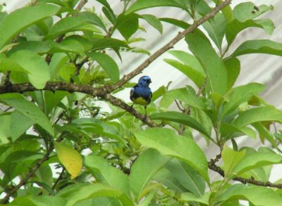 Turquoise Tanager - AWNC (Photo by D Larson)