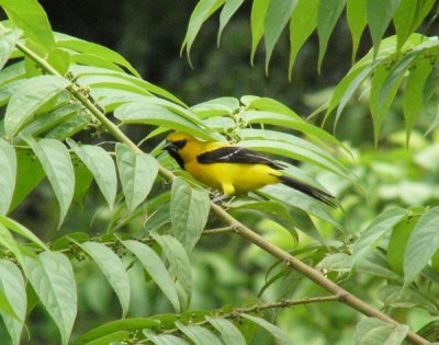 Yellow Oriole - AWNC (Photo by D Larson)