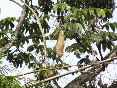 Yellow Oriole nest - AWNC (Photo by D Larson)