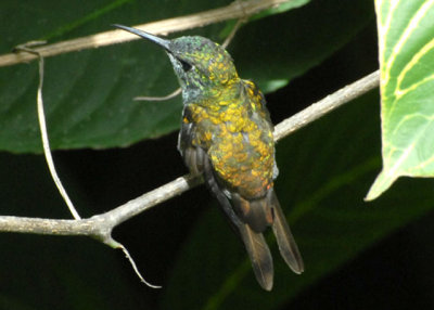 White-chested Emerald - AWNC