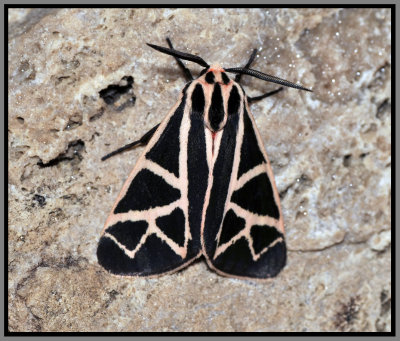 Figured Tiger Moth (Grammia figurata)