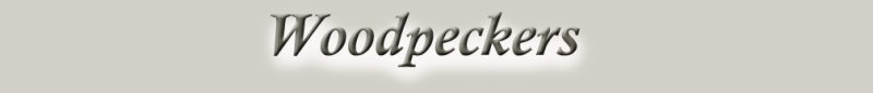 WoodpeckerLogo.jpg