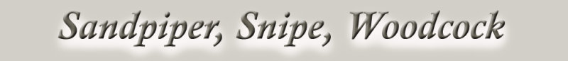 SandpiperLogo.jpg