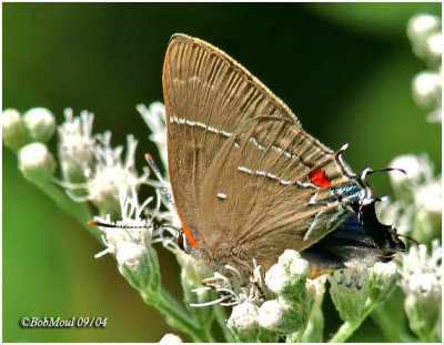 White M Hairstreak