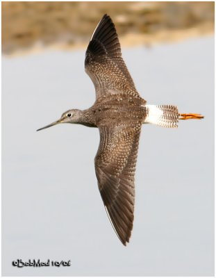 Greater Yellowlegs