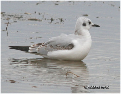 Bonaparte's Gull-1st Winter