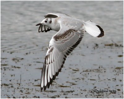 Bonaparte's Gull-1st Winter