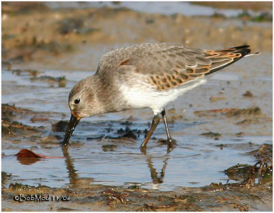 Dunlin-Adult Non-breeding