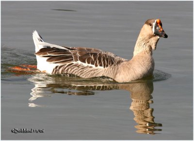 Domestic Goose