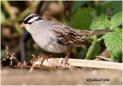 White-crowned Sparrow-Adult
