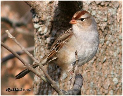 White-crowned Sparrow-Juvenile