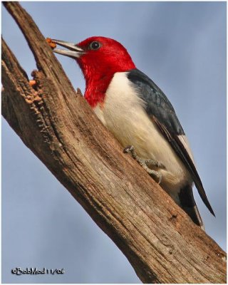 RED-HEADED WOODPECKERS