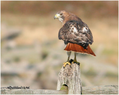 RED TAILED HAWK   DANCES ON  FENCE POST