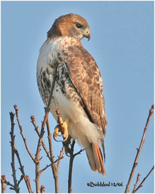 Red-tailed Hawk-Adult