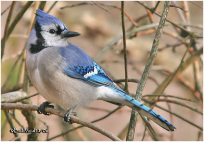 JAYS, CROWS