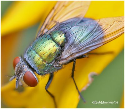 ENTOMOLOGY DEPARTMENT-LOUSIANA STATE UNIVERSITY