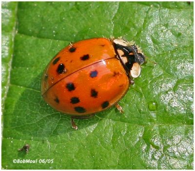 CORNELL COOPERATIVE EXTENSION-INSECT AND PLANT DISEASE LAB