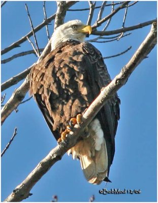 Bald Eagle