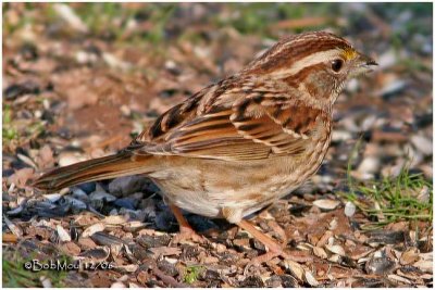 White-throated Sparrow - Brown Striped