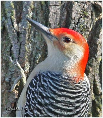 Red-bellied Woodpecker-Male