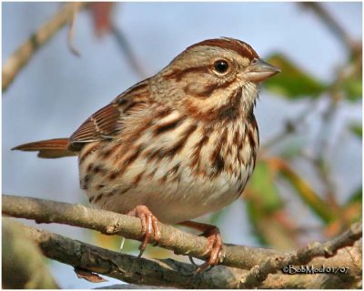 Song Sparrow