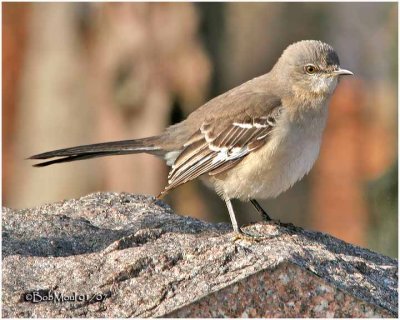 Northern Mockingbird - Juvenile