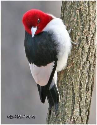 Red-headed Woodpecker - Adult