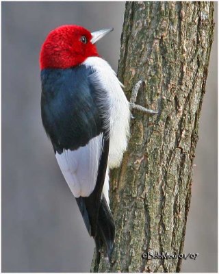 Red-headed Woodpecker - Adult