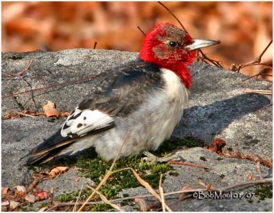 Red-headed Woodpecker-Juvenile