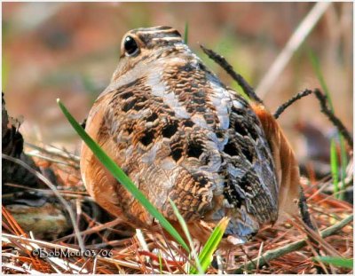 American Woodcock