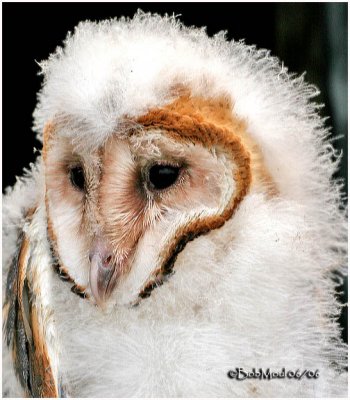 Barn Owl Chick - Approx, 5 weeks Old