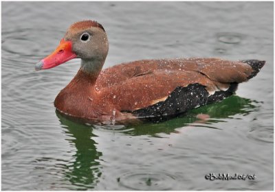 Black-bellied Whistling Duck