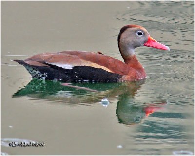 Black-bellied Whistling Duck