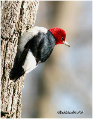 Red-headed Woodpecker