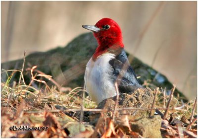 Red-headed Woodpecker