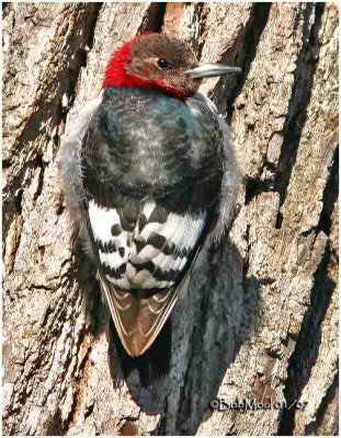 Red-headed Woodpecker-Juvenile