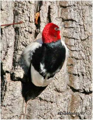 Red-headed Woodpecker - Adult