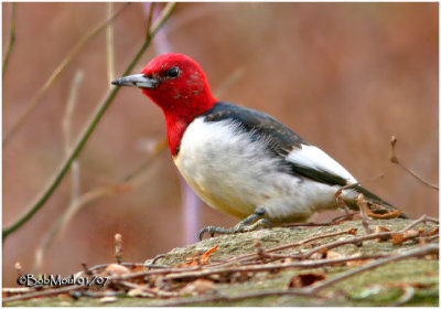 Red-headed Woodpecker