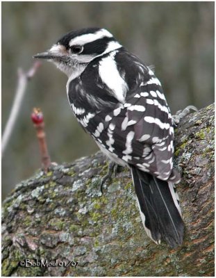 Downy Woodpecker-Female