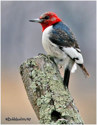 Red-headed Woodpecker-Juvenile