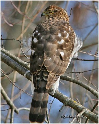 Cooper's Hawk-Juvenile Male