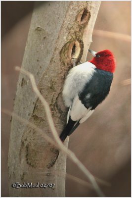 Red-headed Woodpecker - Adult