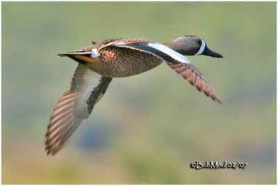 Blue-winged Teal - Male